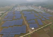光伏板下種油茶 協(xié)鑫集成承建扶貧電站實現(xiàn)村集體“雙增雙收”