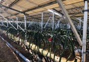 光伏板下種水果 隆基扶貧出成果